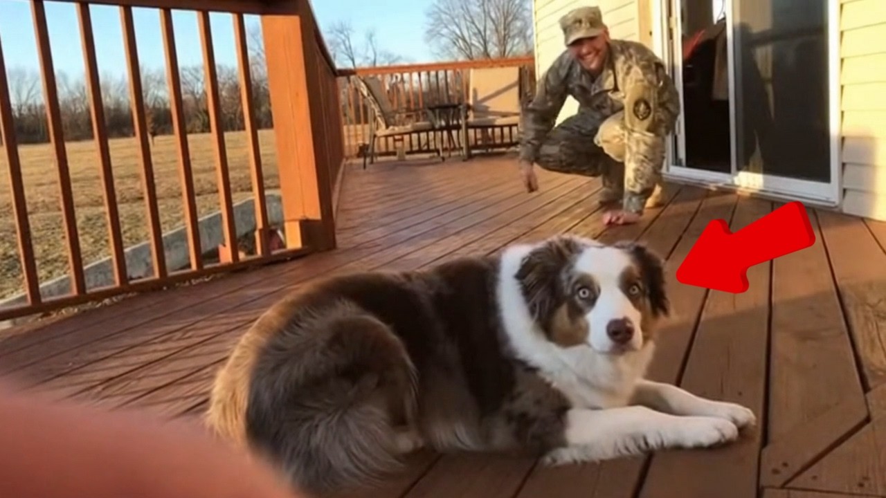 😊 😊 😊 Soldier Dad's Return After Years Away. Dogs Go Crazy with Joy! #dog