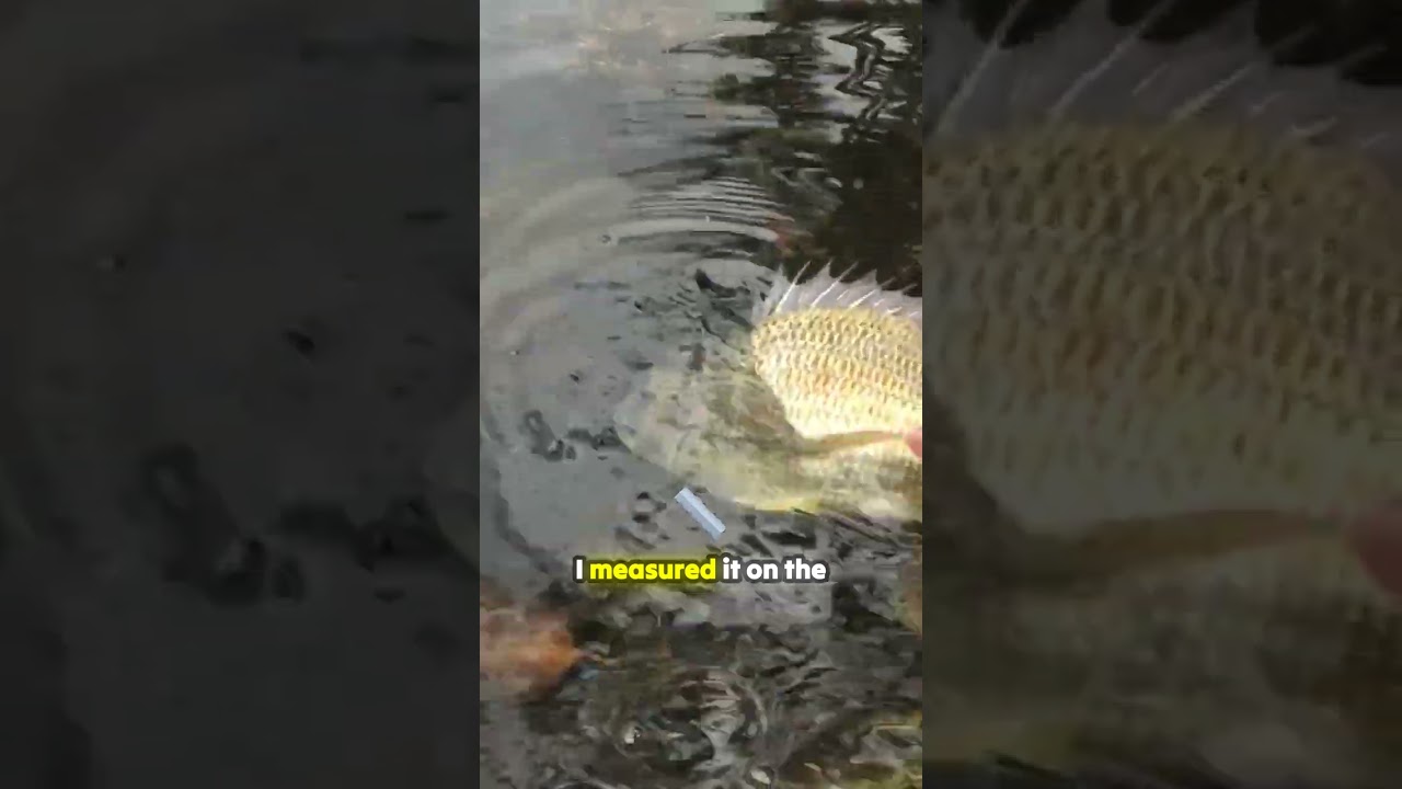 47cm MONSTER BREAM on the Gold Coast fishing