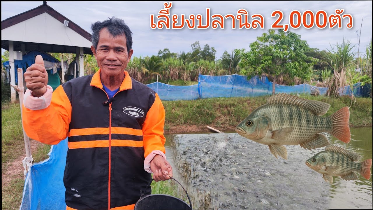 เลี้ยงปลานิล ดูแลระบบนํ้า รายได้ดีต่อปี หลักแสน 