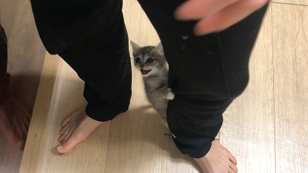 귀한 박뚜리 야옹 소리 모음