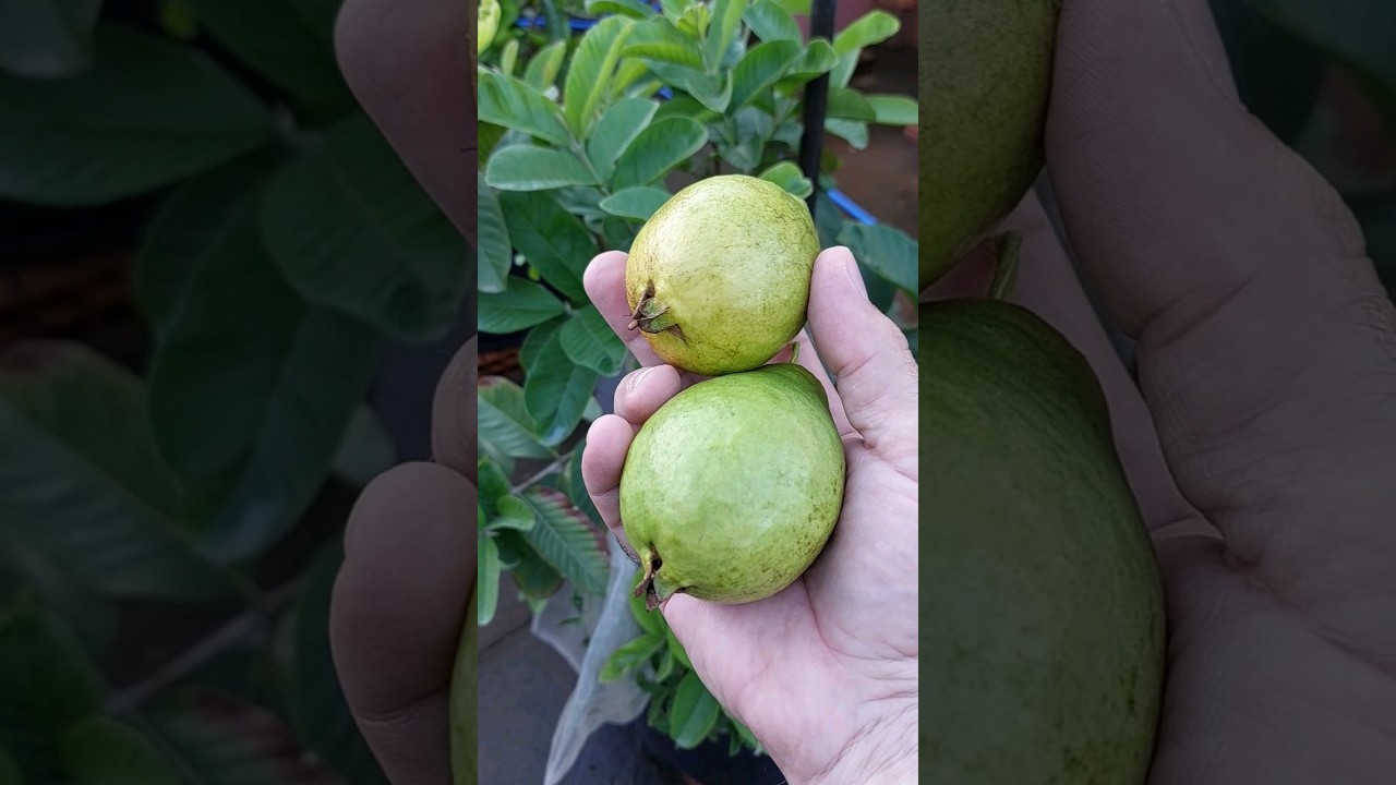 COLHEITA ORG&Acirc;NICA DE GOIABA CORTIBEL LM LISA | INCR&Iacute;VEL!! #goiaba #goiabacortibel #goiabeira #frutos