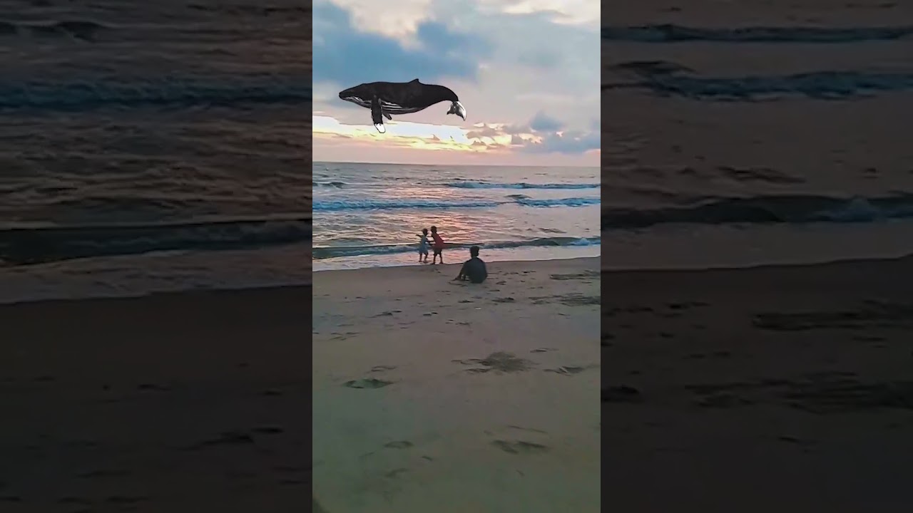 Dancing Whale ##nattika beach #kids @@@@vfx reels