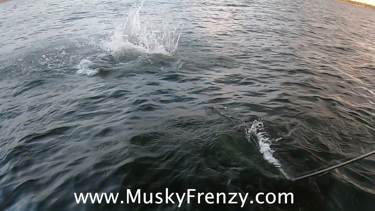 MuskyFrenzy Lures