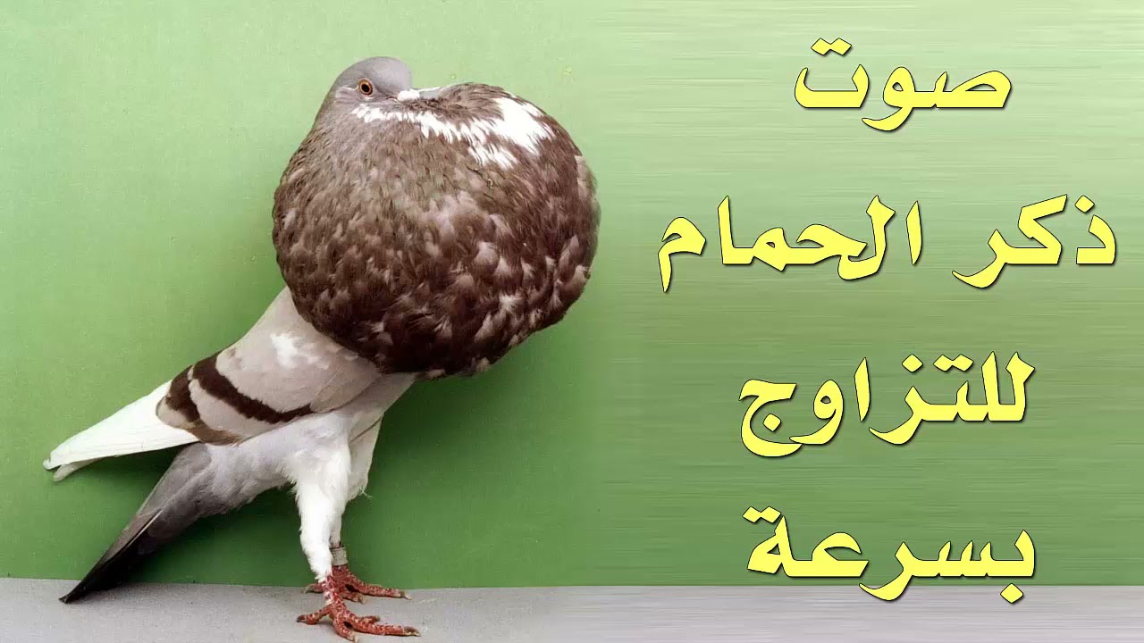 صوت ذكر الحمام فائق الأداء