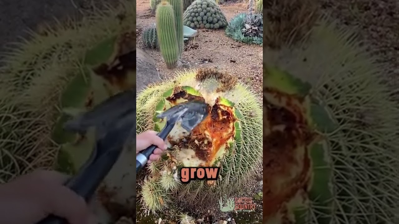 How to treat a golden ball cactus with Rot - Cactus Country