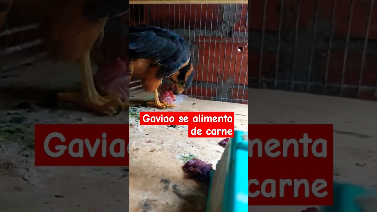 gavi&atilde;o se alimenta de carne #gavi&atilde;o #gavi&atilde;oarqueiro #gaviaoarqueiro #avesderapina #passaros #shorts