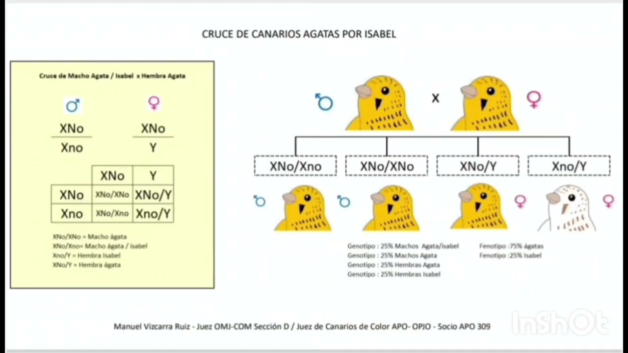 ¿cruce de canario ágata por isabel?, ¿que obtengo?, acá te lo explico