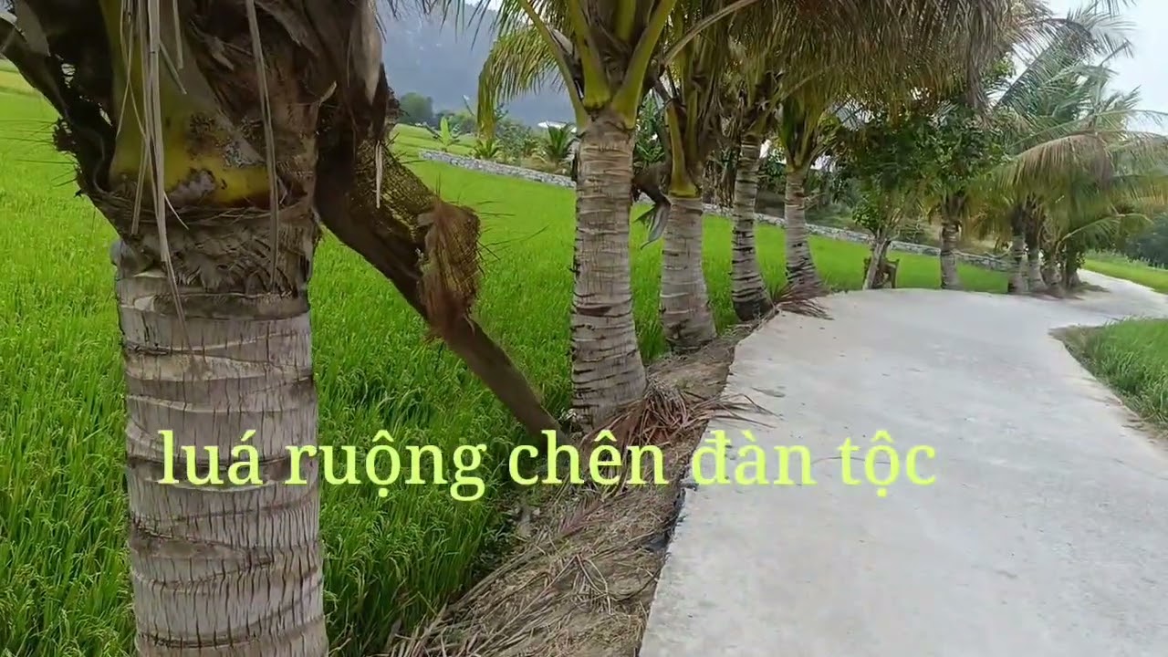 10 tháng 2, 2026 luá ruộng chên cuả dăn tộc quá tetcat