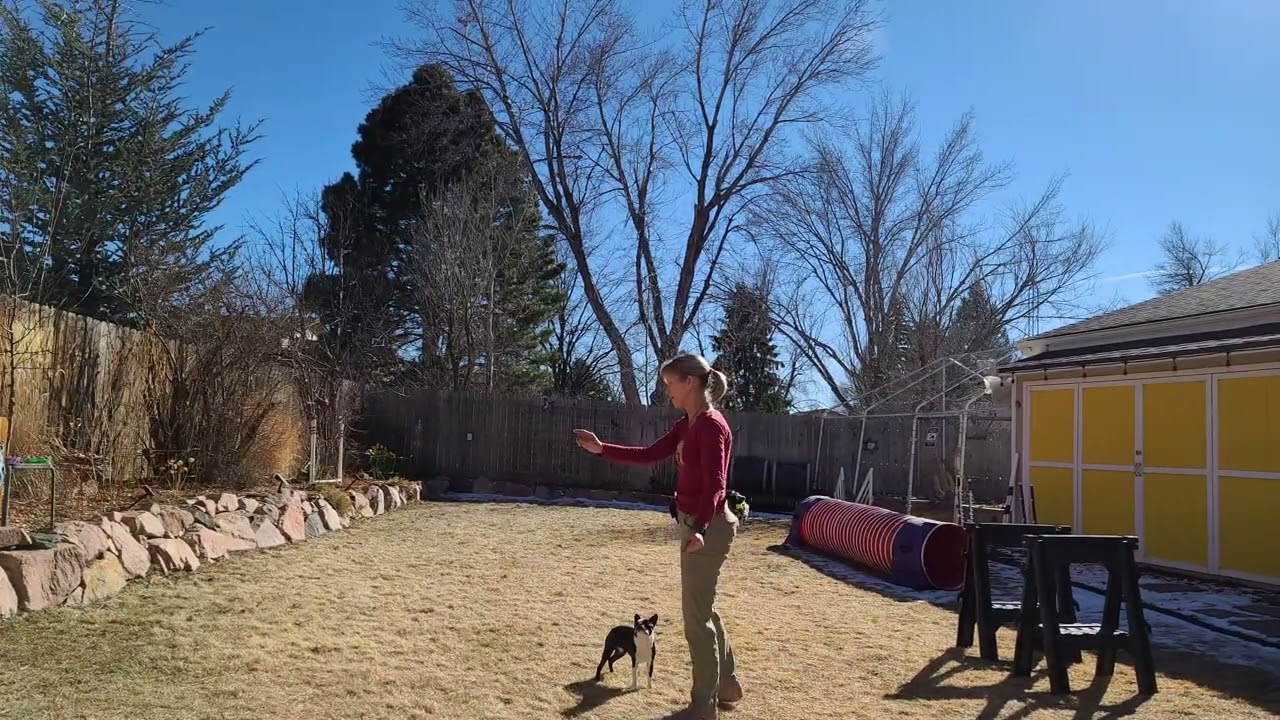 Beginning Agility Flatwork