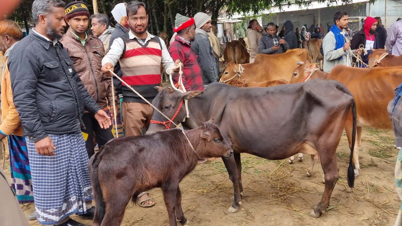 @আজ ২৭ ডিসেম্বর ২৫ | বাচ্চাসহ দেশাল ৫০-৯০ হাজারের মধ্যে গাভী গরুর দাম | আফতাবগঞ্জ হাট | দিনাজপুর 