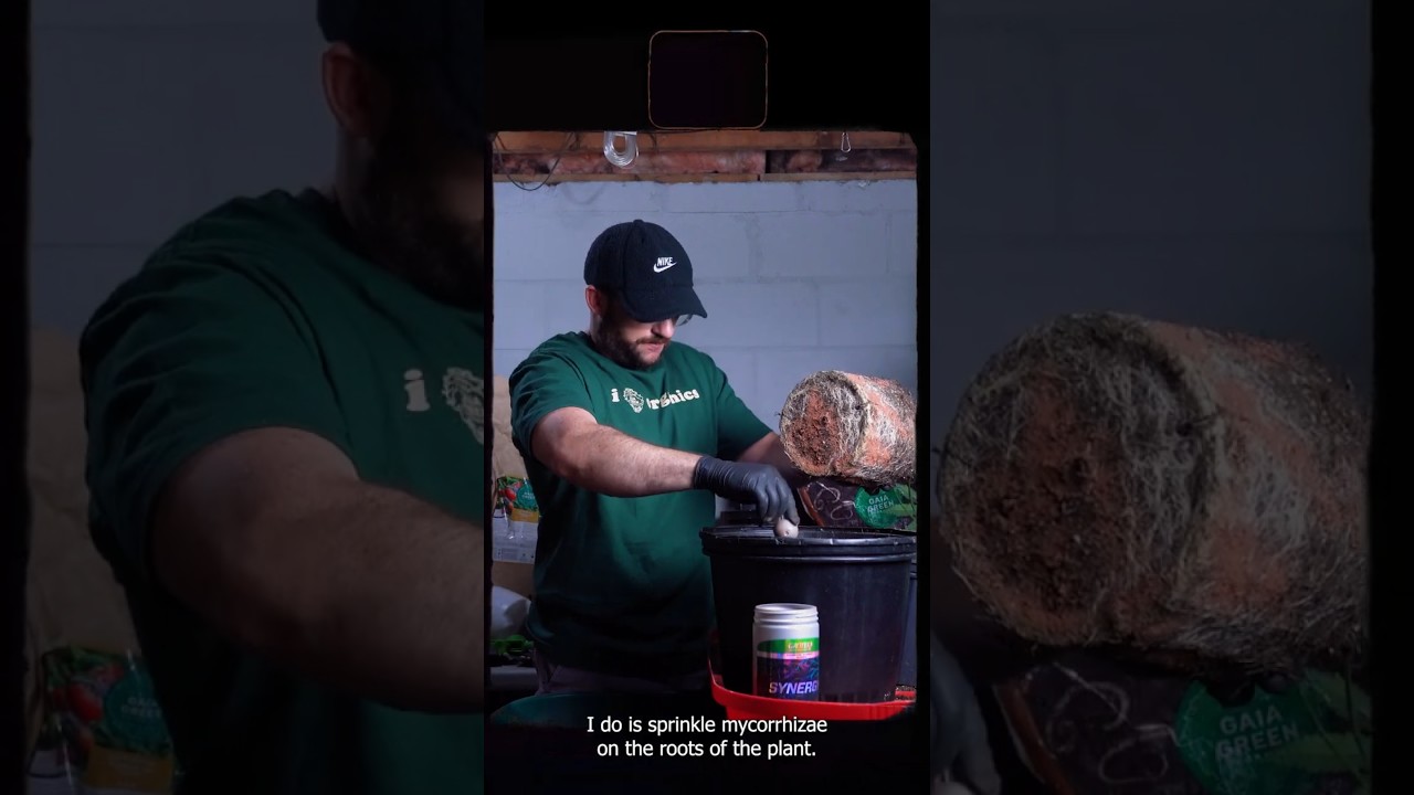 Создайте идеальную живую почву с Gaia Green! 🛠️🌍