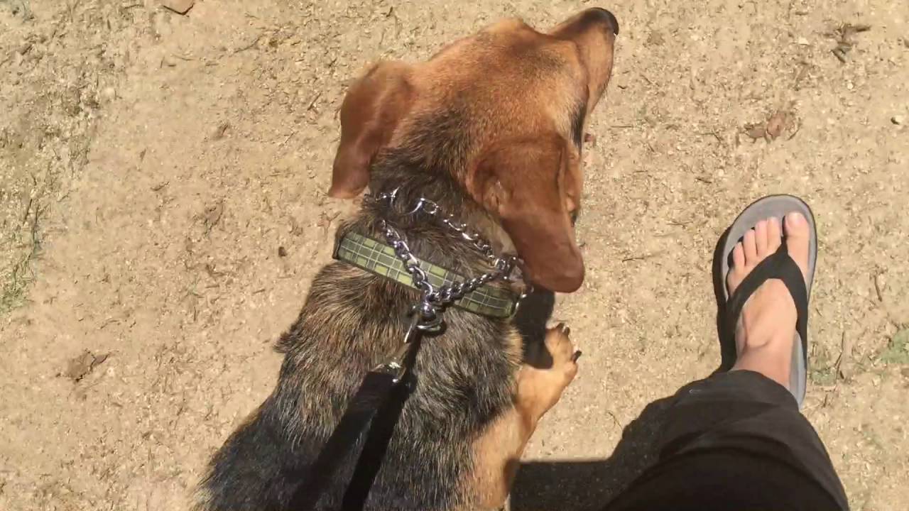 Leash Training Dog-Cue's vs corrections and leash handling skills-Prong Collar