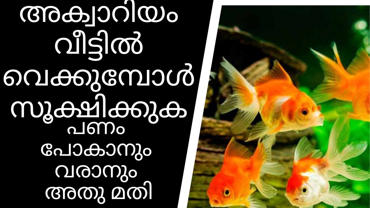 അക്വാറിയം വീട്ടിൽ വെക്കുമ്പോൾ സൂക്ഷിക്കുക | Malayalam Astrology | Horoscope Malayalam