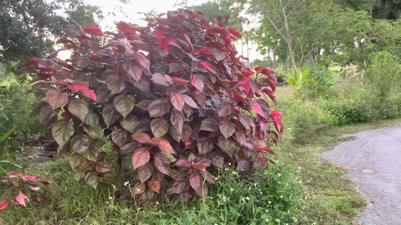 Florida Natural Farming, Biogenic VOCs, Turning our Food Back Into Medicine