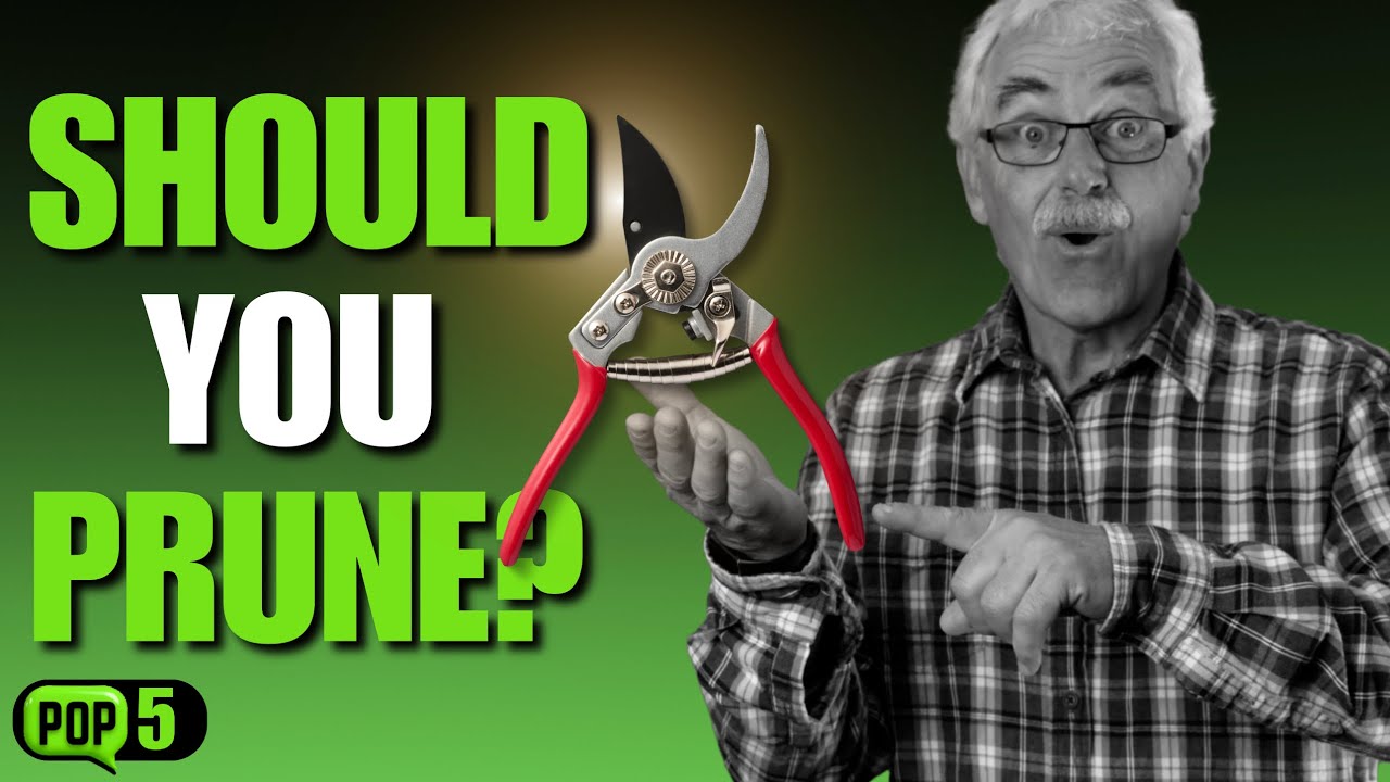 The French PRUNING Secret to More Fruit with Less Work!