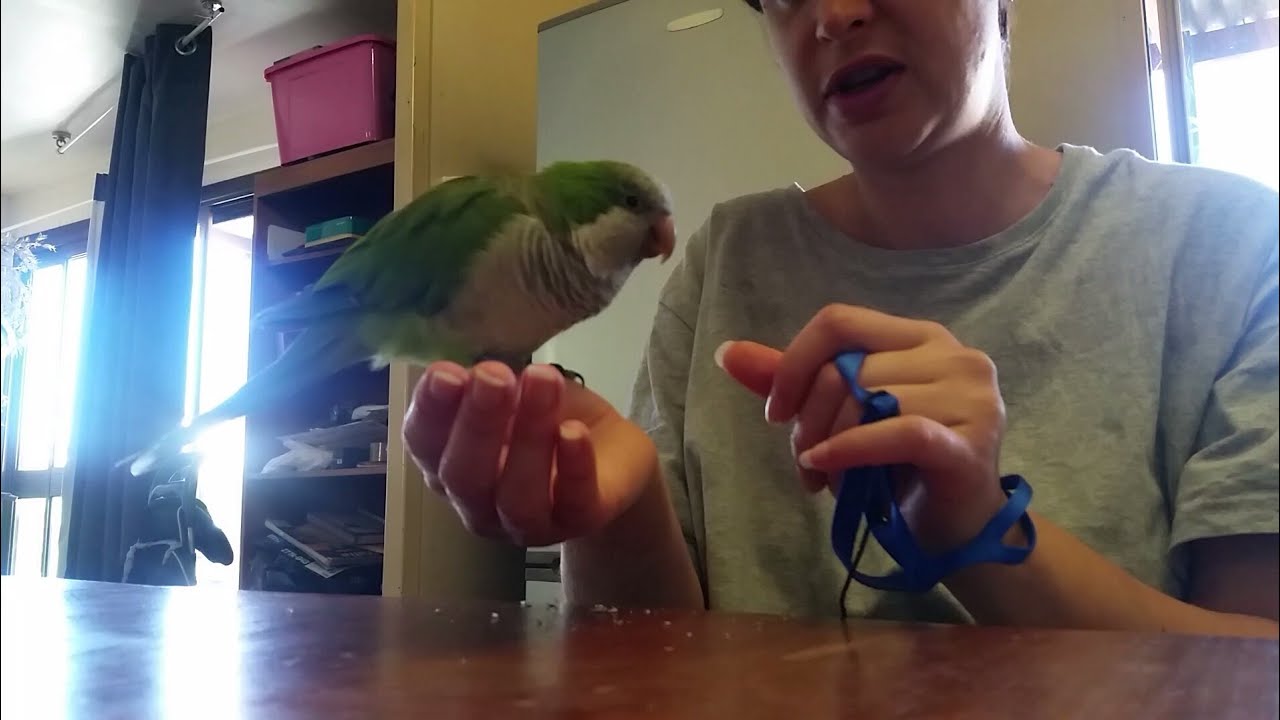 First step in Harness Training