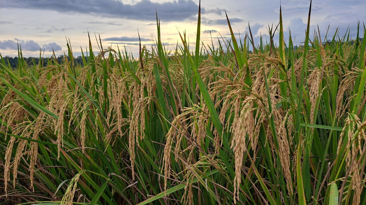 SORE DI SAWAH