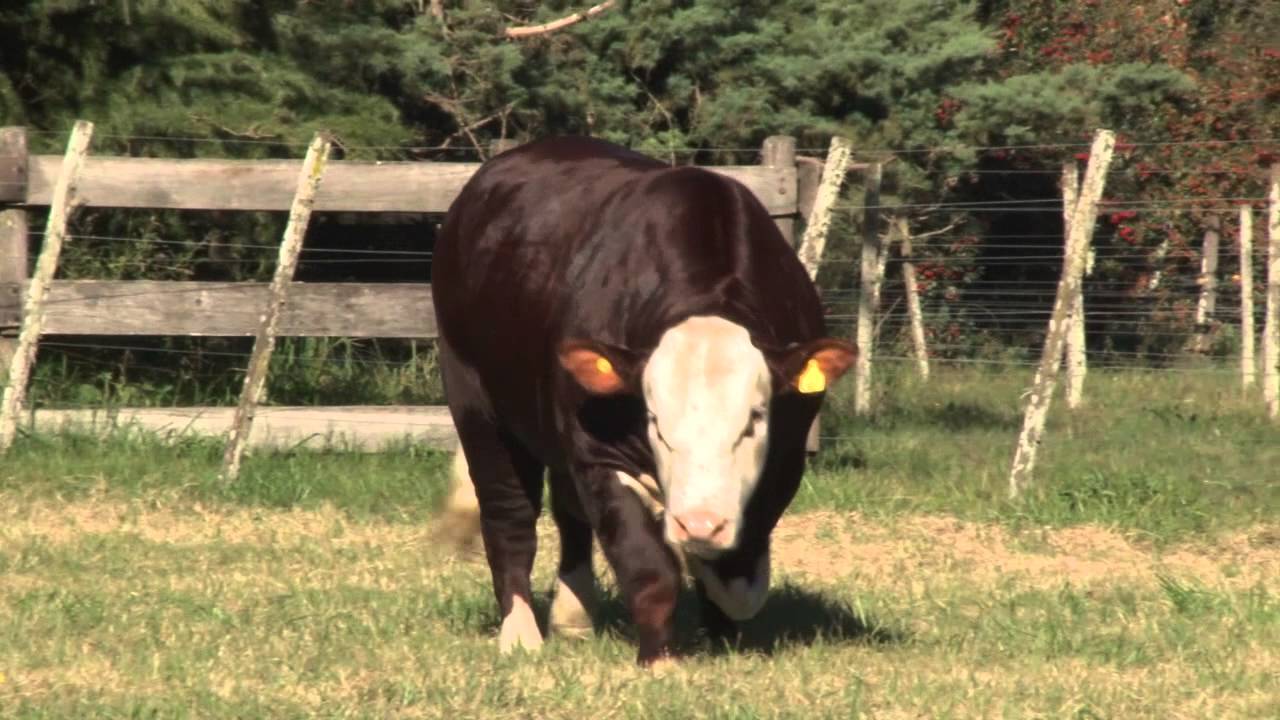 CIALE Alta Toro Mayordomo - Braford