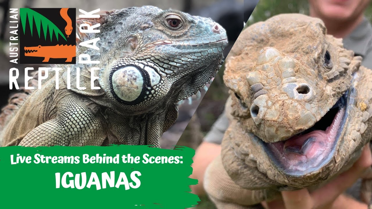 IGUANAS (LIVE FOOTAGE) | AUSTRLIAN REPTILE PARK