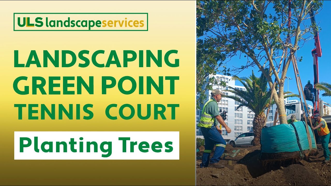 Urban Landscape Solutions #planting #trees at Green Point Tennis Court