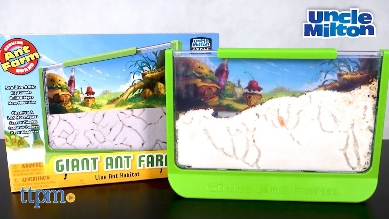 Giant Ant Farm from Uncle Milton