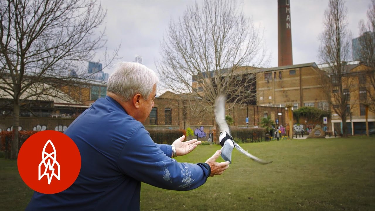 Tracking Air Pollution With the Pigeon Patrol | That's Amazing
