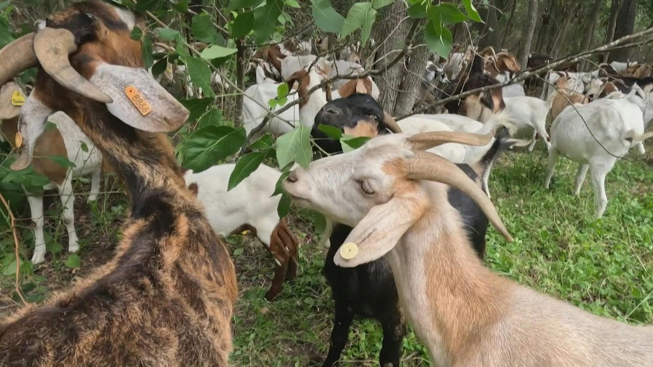 ¿Creció la maleza? El 
