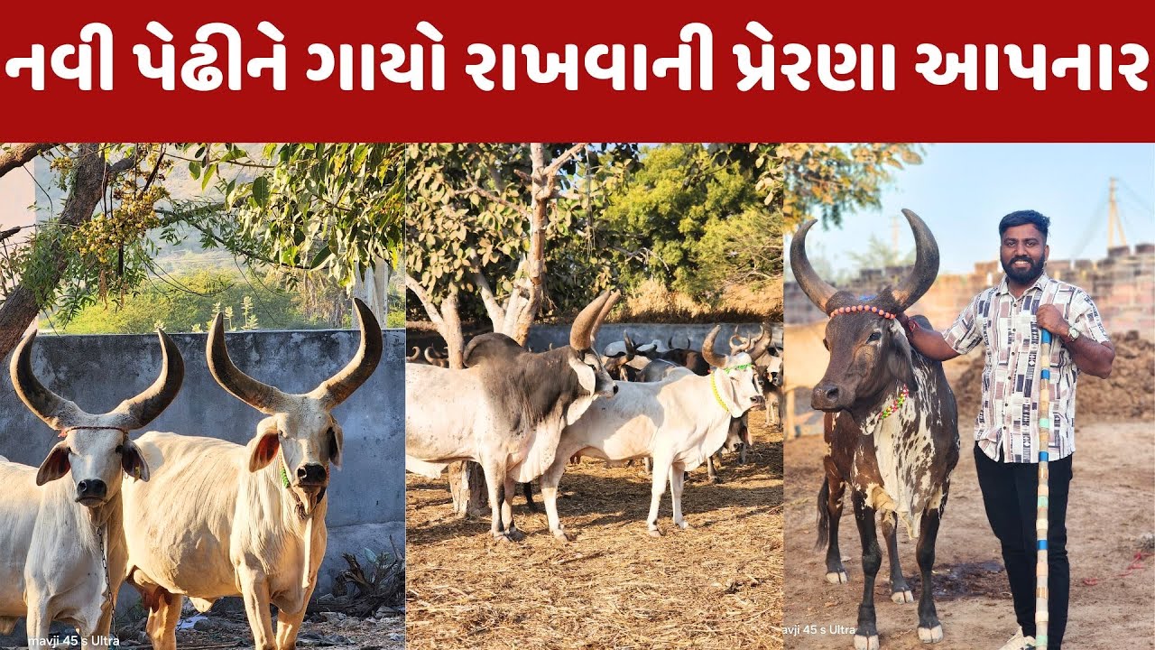નવી પેઢી માટે ગાયોનો પ્રેમ આપનાર માધવભાઈ 🔅