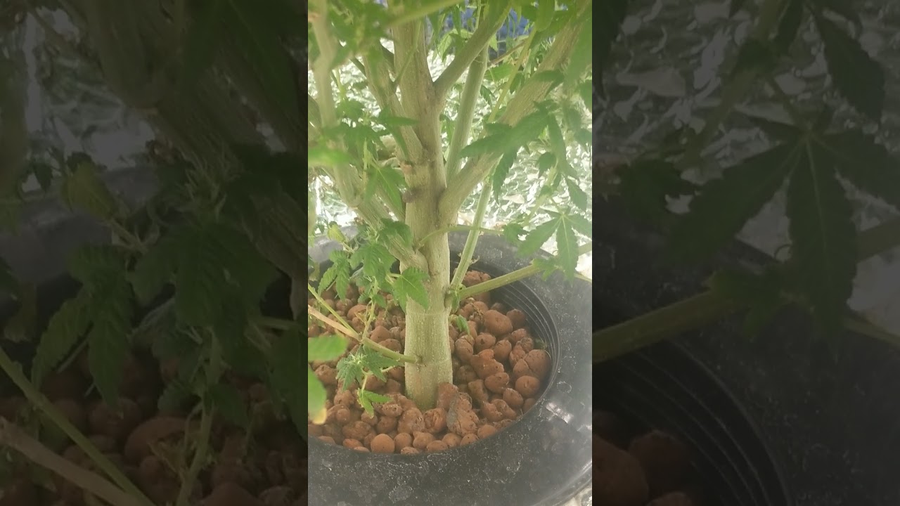 Week 6 lemon Tree Mars Hydro