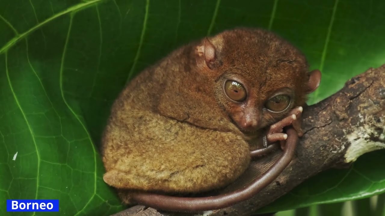 One Earth | Conservation Imperatives: Protecting the world's remaining rare and threatened species