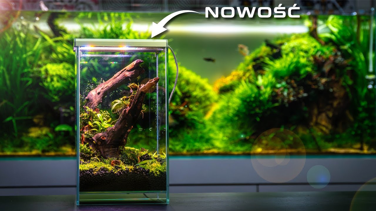 ZAKŁADAM MINI TERRARIUM Z ROŚLINAMI OWADOŻERNYMI I STORCZYKAMI!