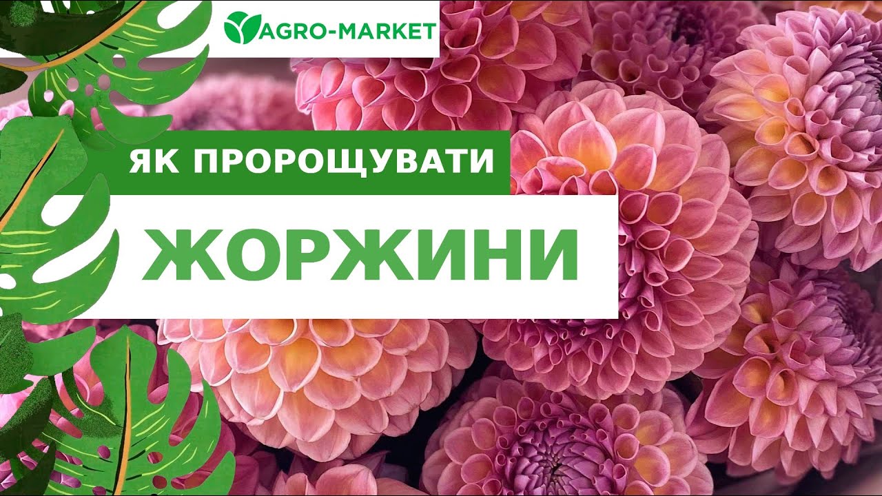 Як пророщувати жоржини | AGROMARKEТ