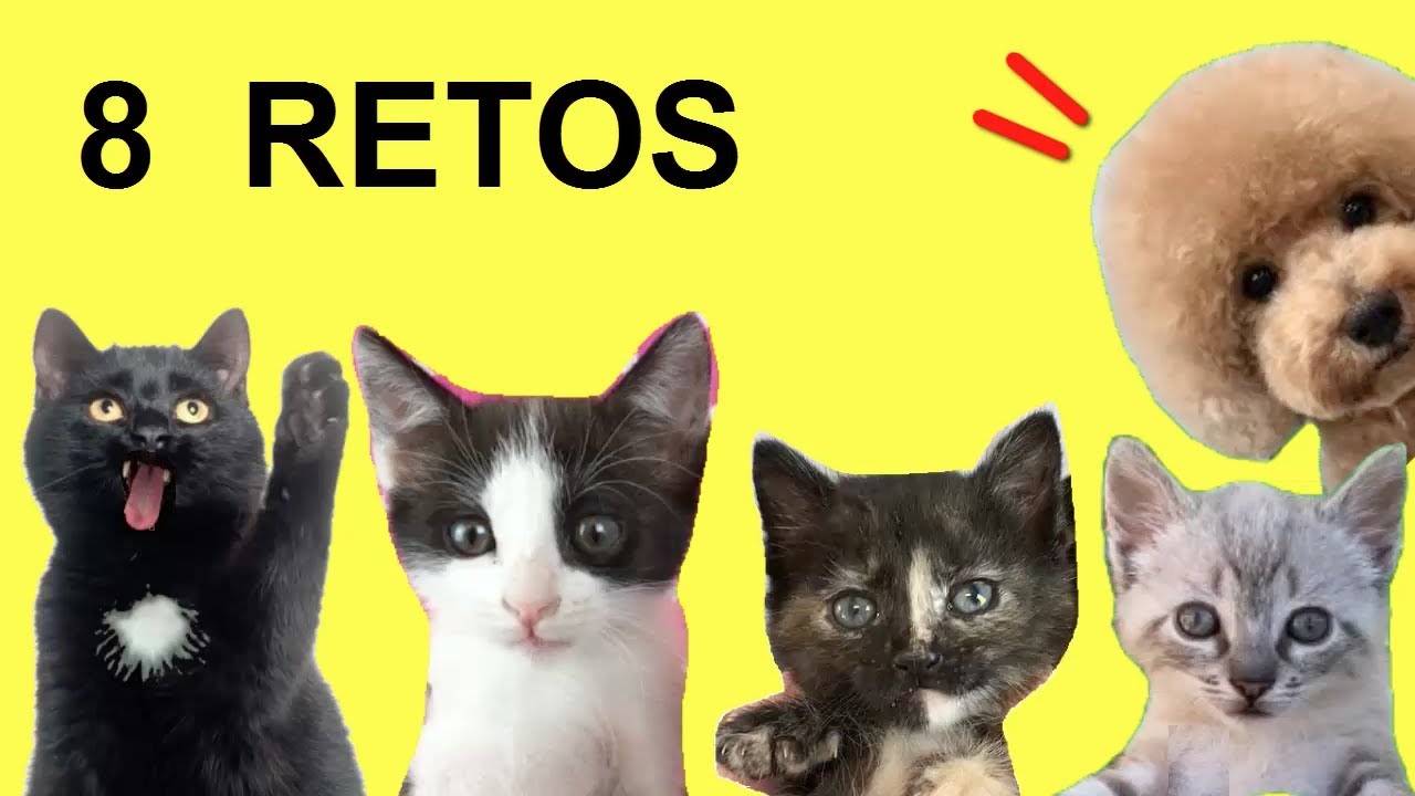 Los 8 mejores desafíos de mis gatos Luna y Estrella y las gatitas / Videos de gatitos