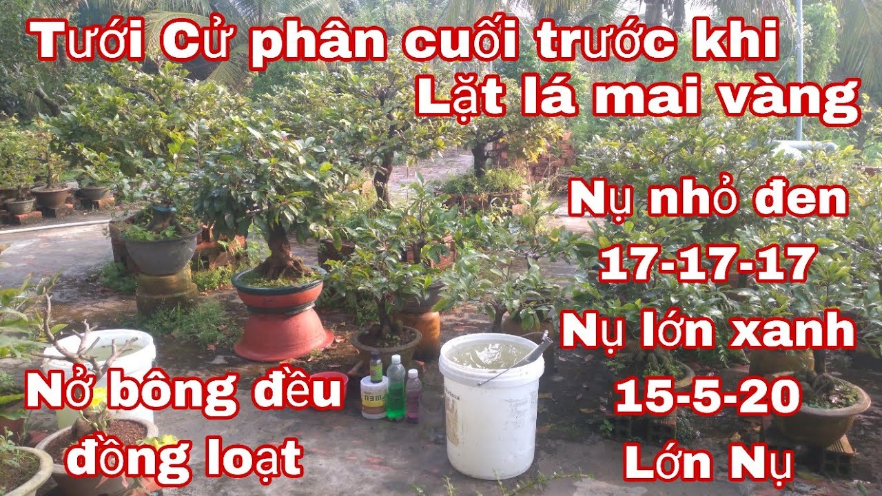 Tưới phân Cử cuối giúp Nụ mai Nở bông đều đồng loạt.