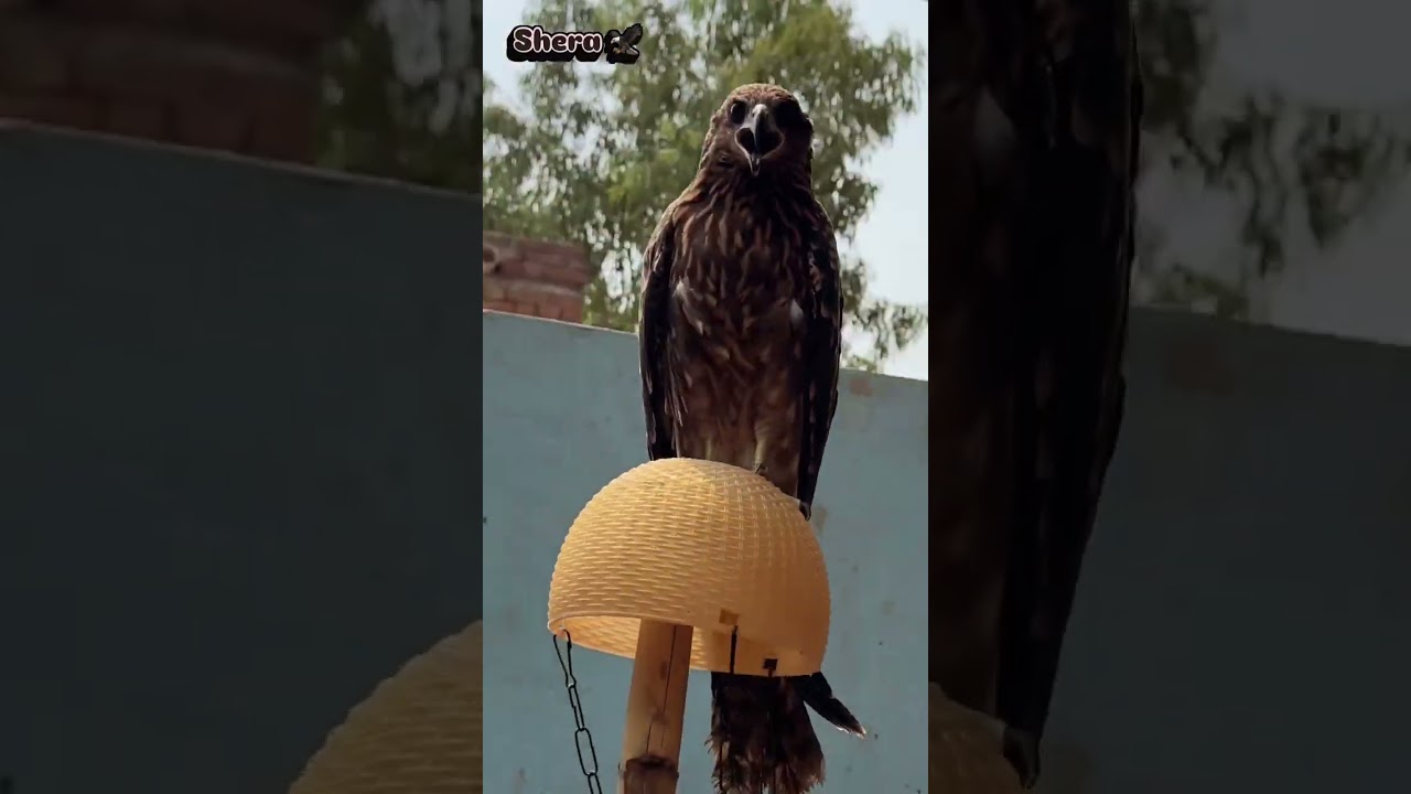 Shera 🦅 Shan🔥 #ritikdogkennel Ritik Dog Kennel X Trend 🤩😁 #shorts #rock #raftaar #ritik #ambully