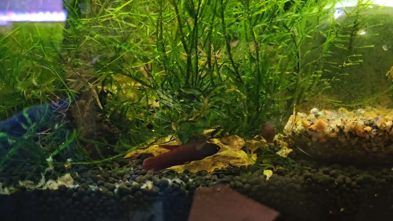My first Betta api api babies (UK bred)