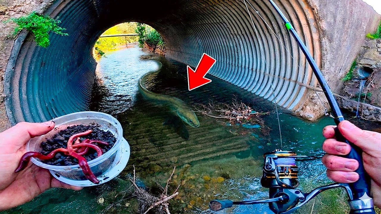 Tout le monde croyait ce poisson disparu de nos rivières ! Pêche incroyable en ville
