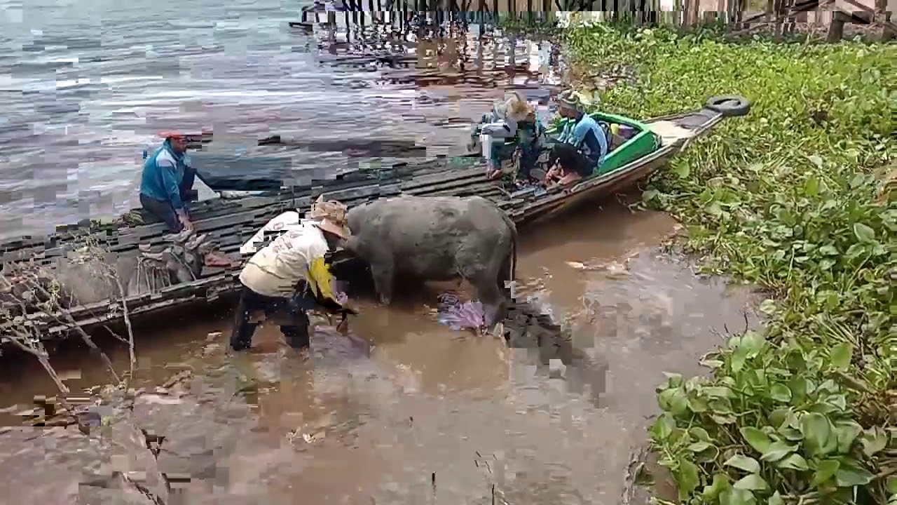 Proses Penangkapan dan Pemuatan Kerbau