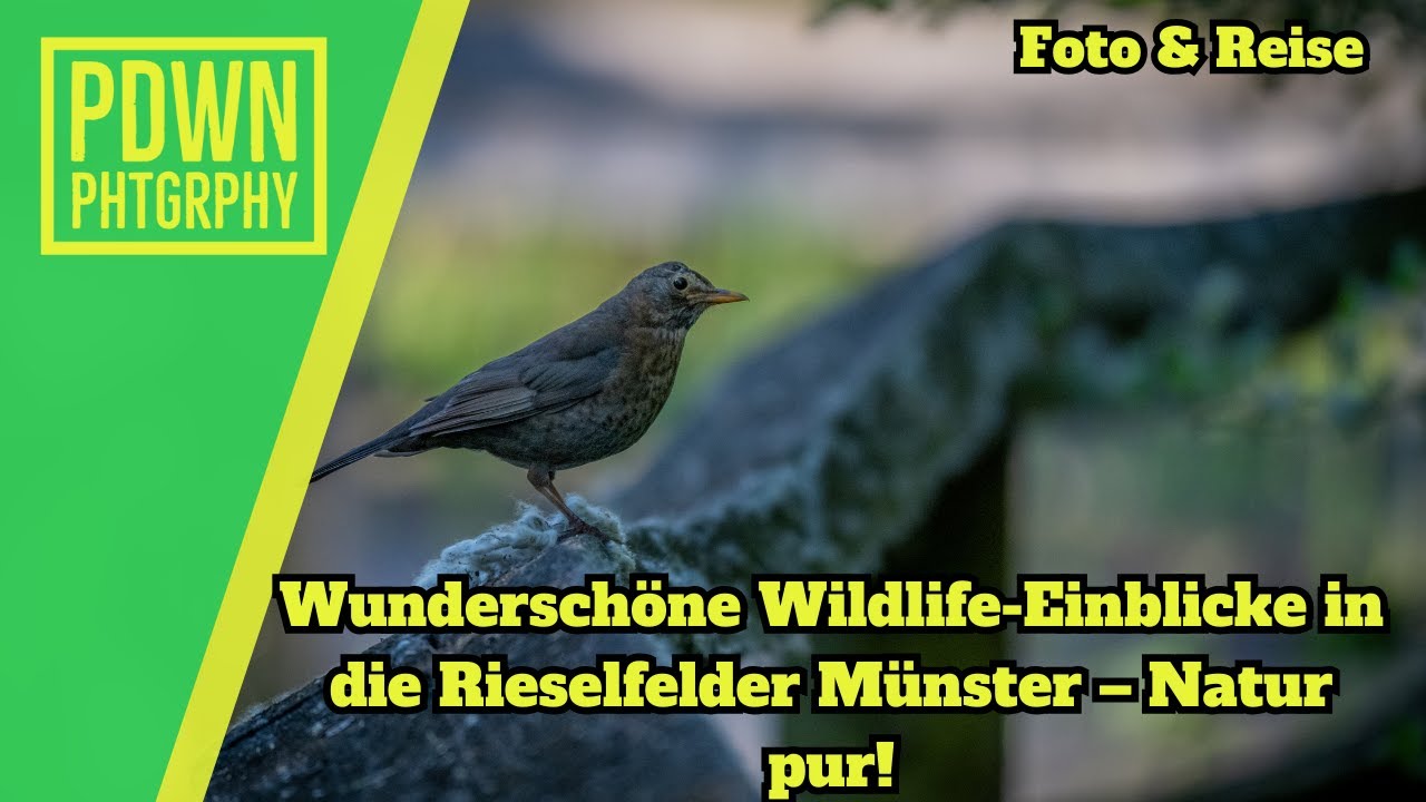 Die schönsten Eindrücke von den Rieselfeldern Münster