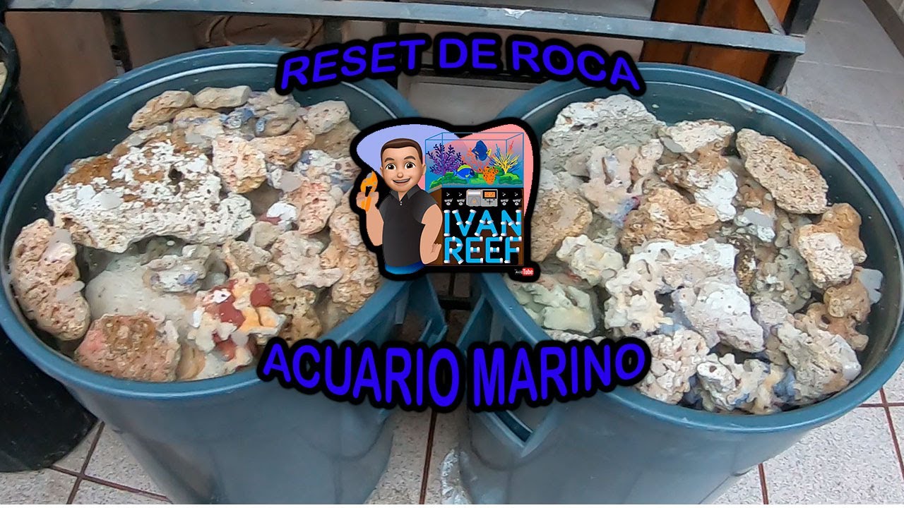 Cómo resetear roca para acuario marino 🐠🐟🐬