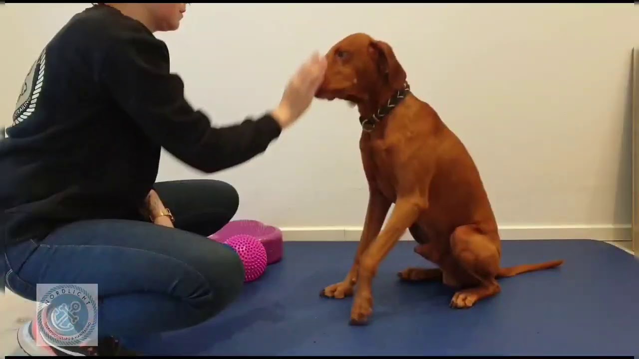 Fitnessübung mit Hund (Sitz-Platz, Platz-Steh)