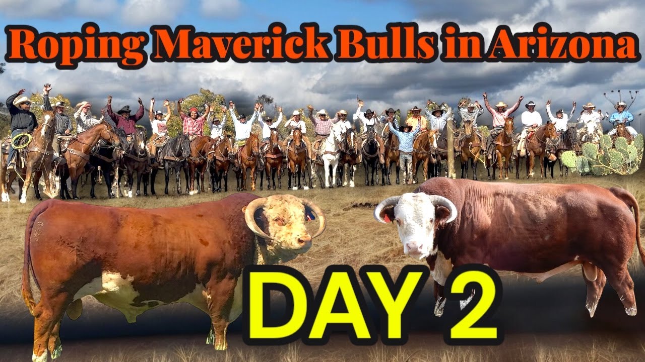 Roping Big Maverick Bulls in Arizona DAY 2