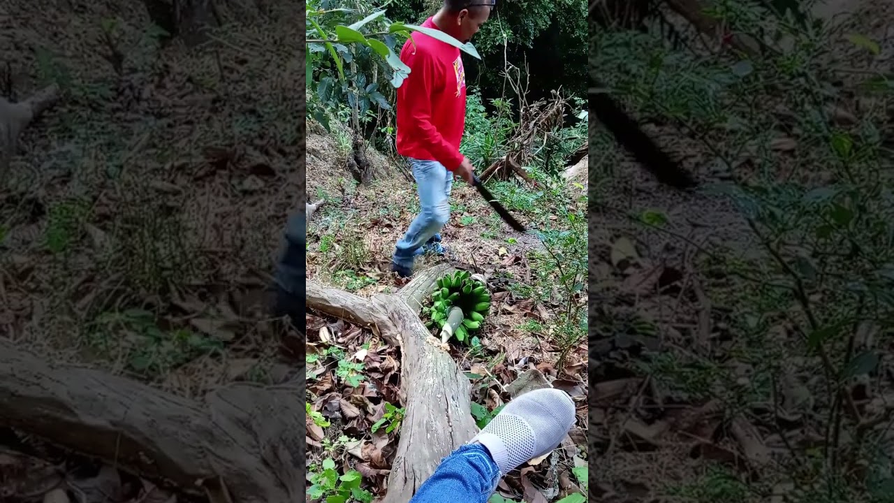 Cortando guineos en mi terreno