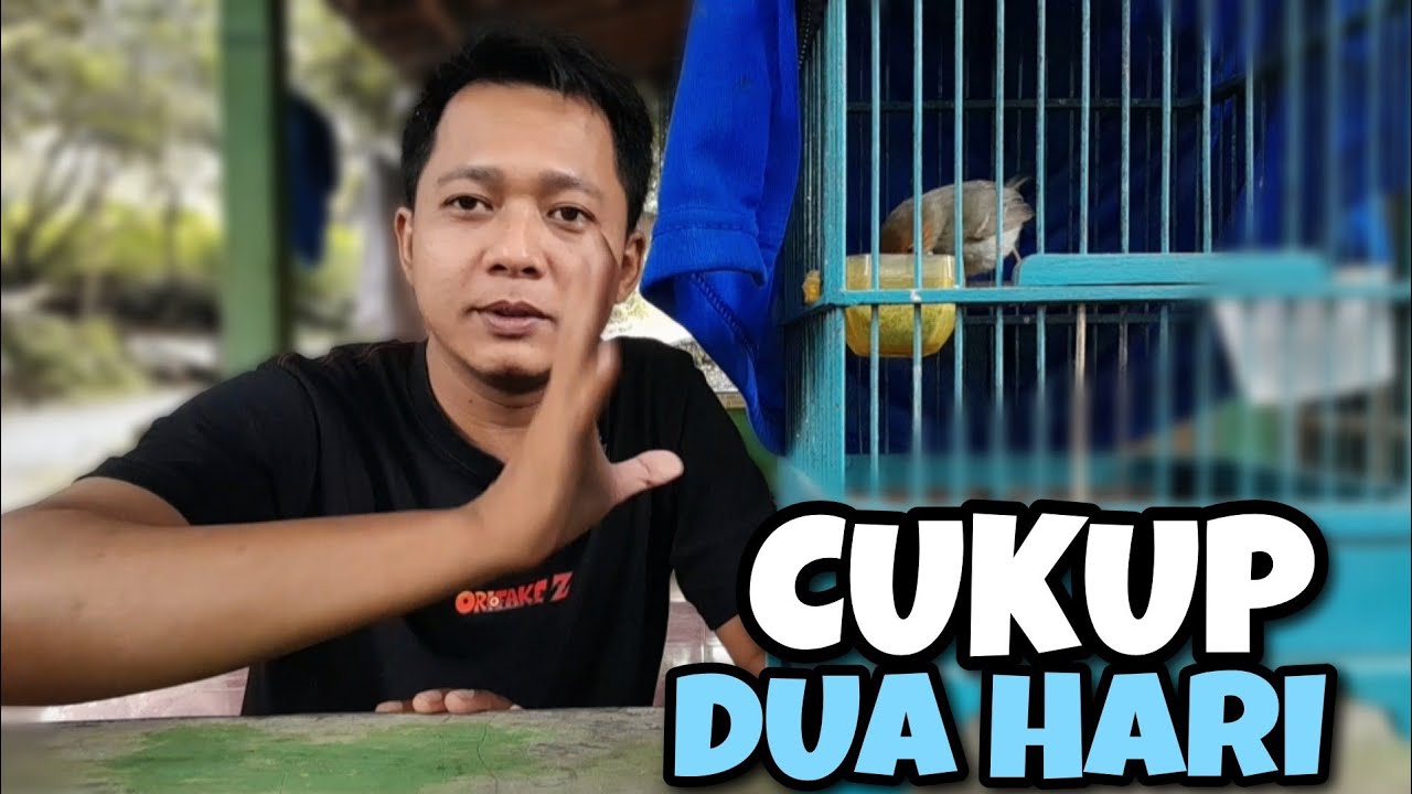 TRIK TERBARU MELATIH BURUNG PRENJAK MAKAN VOER || AMPUH SEKALI