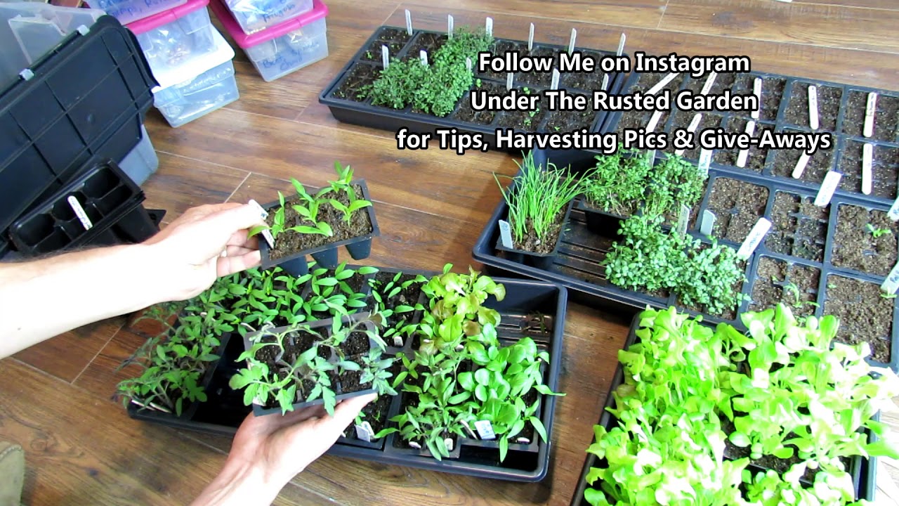 Seed Starting Basics: Starting & Up-Potting Tomatoes & Water Soluble Fertilizing Details
