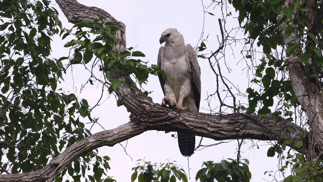 Birding Brazil Part 3: Pantanal at Fazenda Santa Tereza & Harpy Eagle at Serra das Araras Oct 20-21