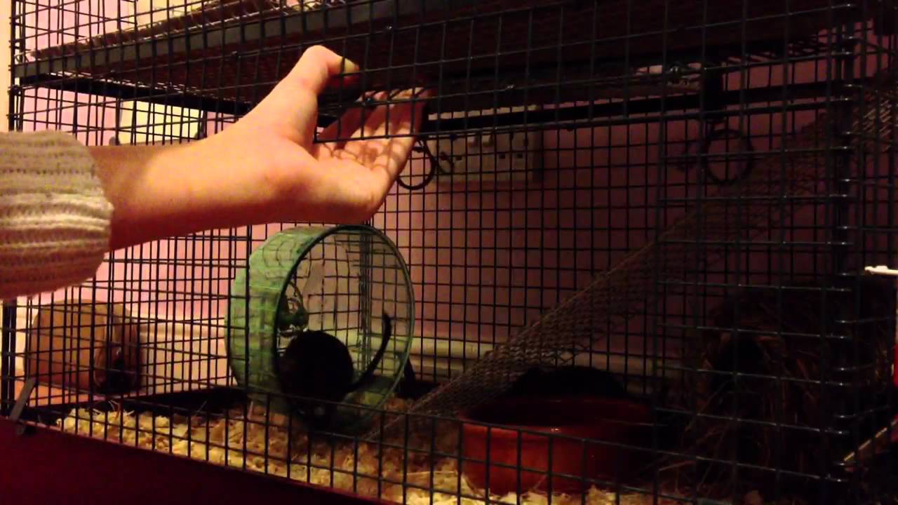 My degu, he likes to jump off my hand!