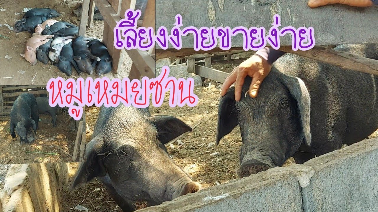 หมูเหมยซานลูกผสมเลี้ยงง่าย ลูกดก ราคาดีขายง่าย