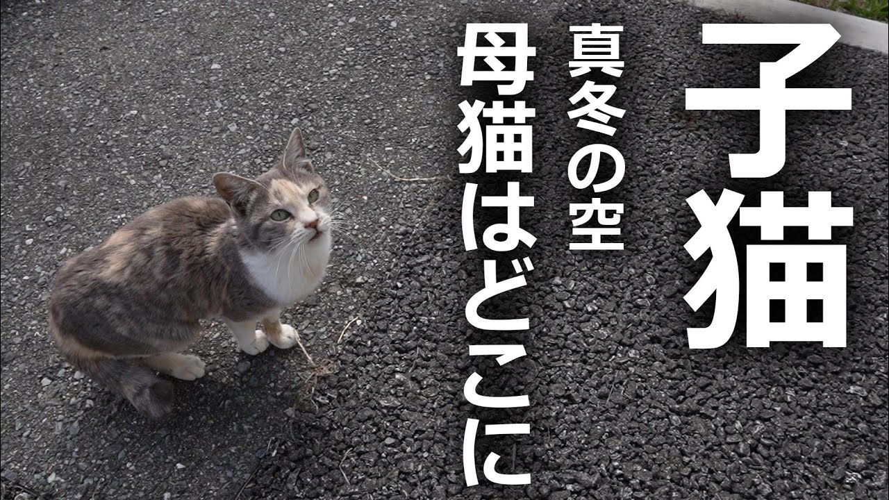 【子猫が駆け寄ってきた】ずっと付いてきた結果…