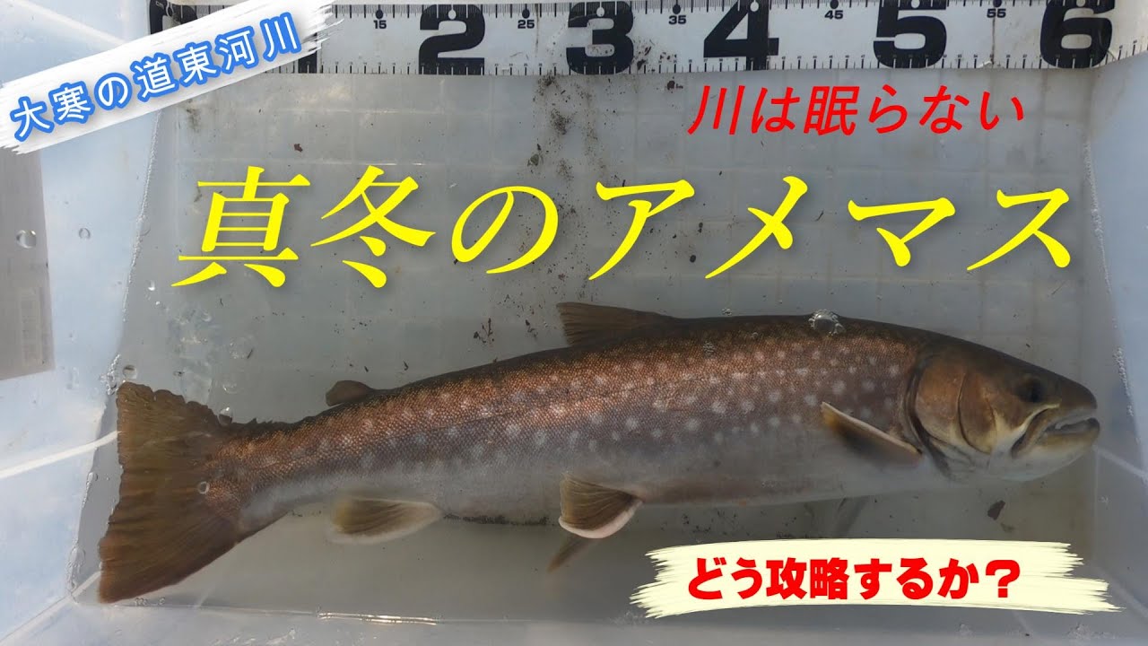 大寒の道東河川でアメマスを攻略